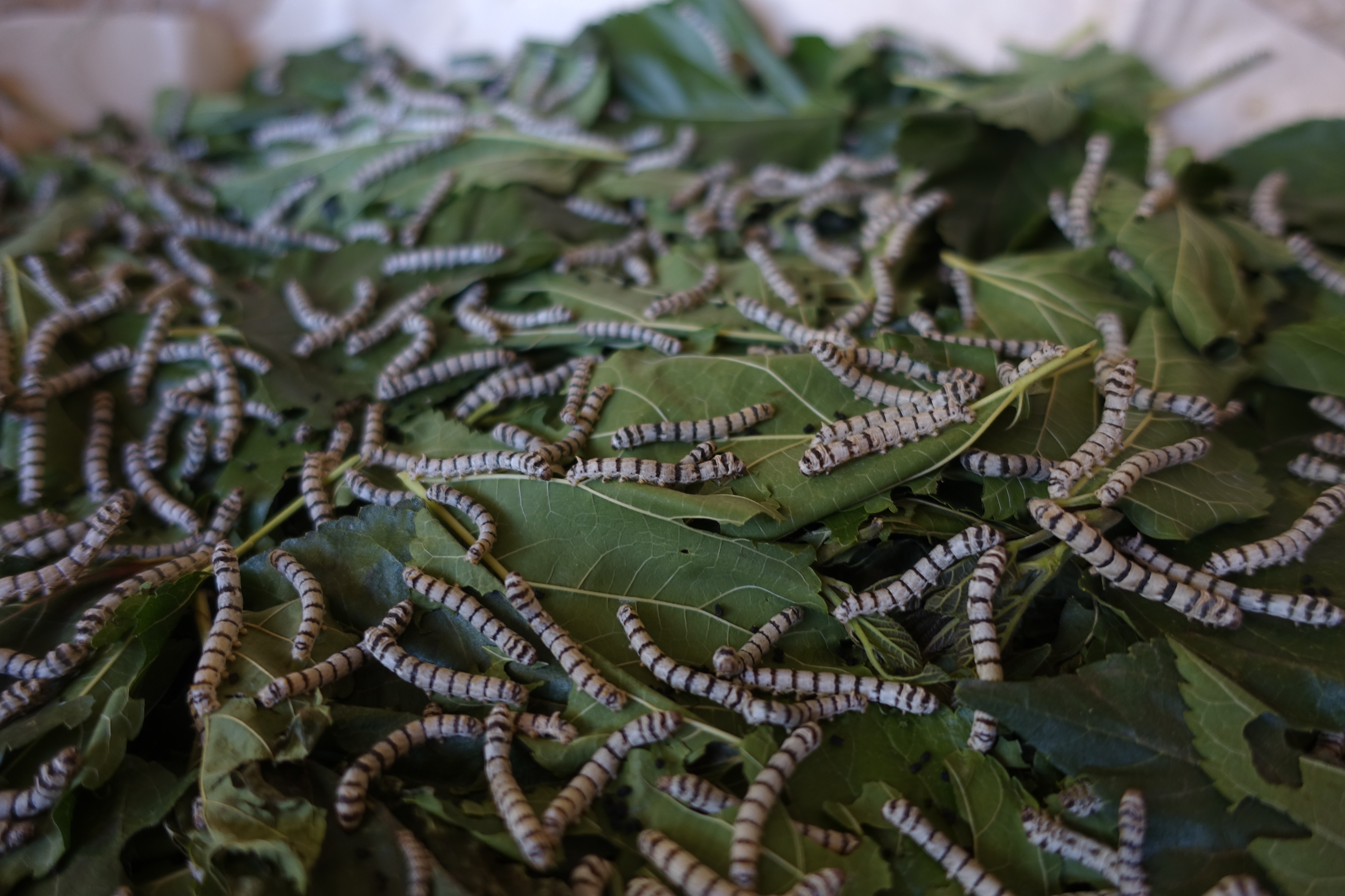 Thai silkworms exclusively eat mulberry leaves.